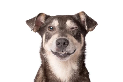 Cachorro