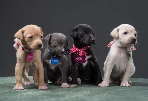 Cachorrinhos para adoçao.